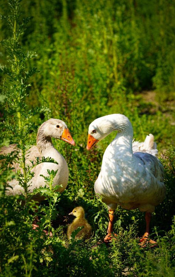 Arca Dos Animais - Farming & Spa Каштелу-Бранку Экстерьер фото