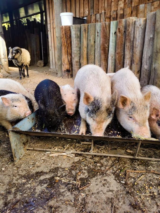 Arca Dos Animais - Farming & Spa Каштелу-Бранку Экстерьер фото